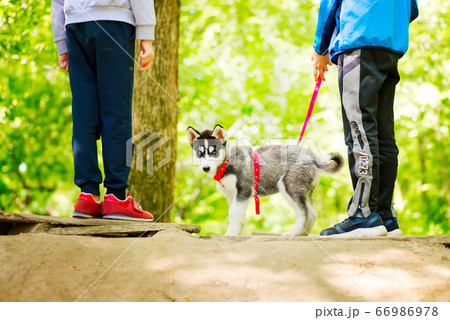 Children walking in nearby parks with a Siberian 66986978