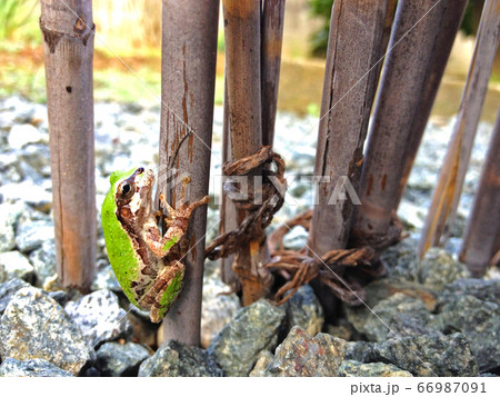 葦簀につかまるアマガエルさん 66987091