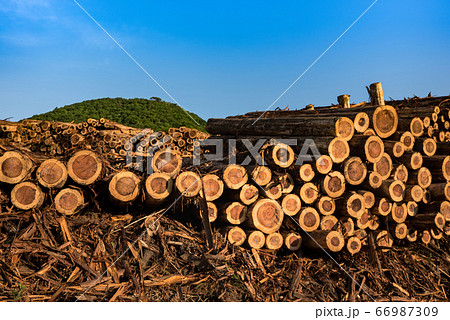 林業伐採現場の貯木場 66987309