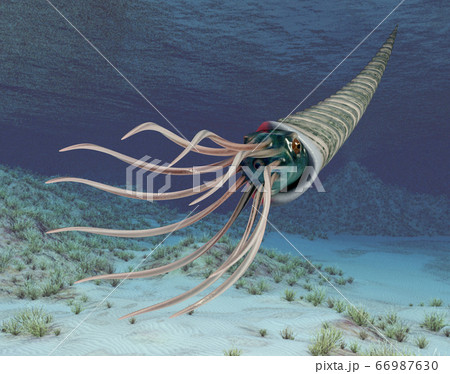 Oso Ammonoids Baculite Oso Ammonoids Baculite 66987630