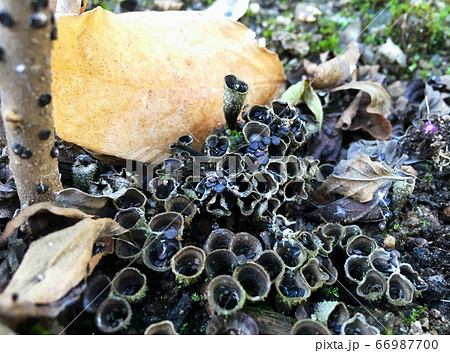 ハタケチャダイゴケ（キノコなのに） 66987700