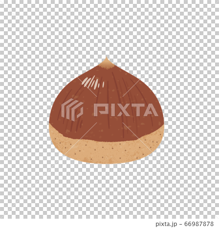 かわいい栗 66987878