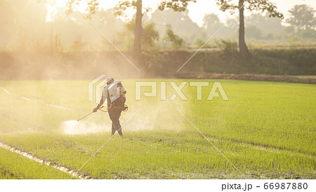 Asian farmer with machine and spraying chemical or Asian farmer with machine and spraying chemical or 66987880