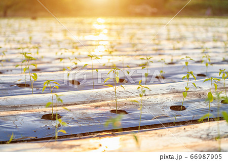 Roll of young green hot chilli cover the soil with Roll of young green hot chilli cover the soil with 66987905