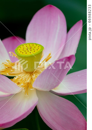 大賀ハス㉓ 大賀ハス㉓ 66988233