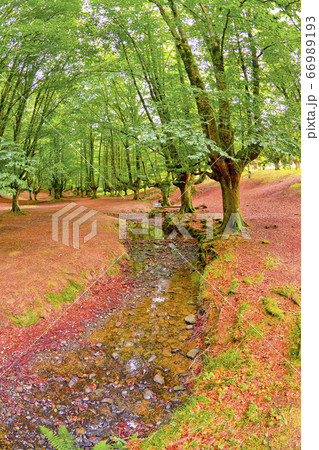 Otzarreta Beech Forest, Gorbeia Natural Park, Spain 66989193