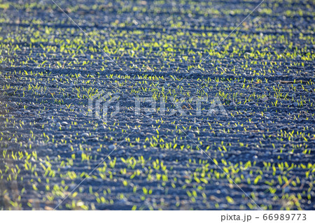 USA, Idaho, Bellevue, Plant seedlings in soil 66989773