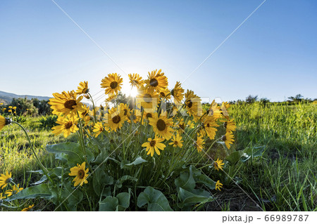 USA, Idaho, Boise, Arrowleaf Balsamroot in bloom 66989787
