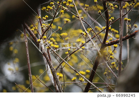 みつまたの花 66990245