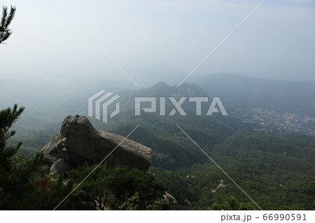 岩山 トレイル 木 66990591