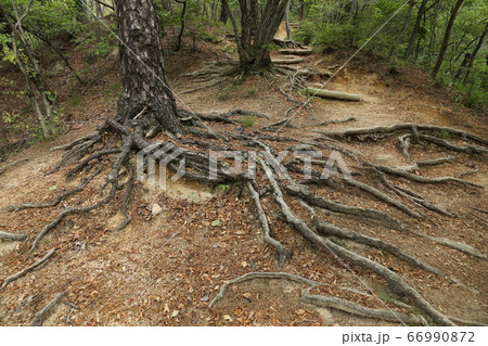 櫓 木 トレイル 66990872
