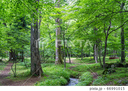 夏の水林自然林の風景 遊歩道 福島県福島市 夏の水林自然林の風景 遊歩道 福島県福島市 66991015