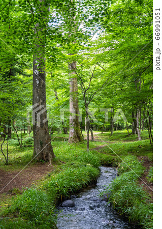 夏の水林自然林の風景 遊歩道 福島県福島市 夏の水林自然林の風景 遊歩道 福島県福島市 66991051