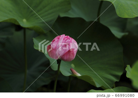 山鹿市　鹿央古代の森　ハスの花 66991080
