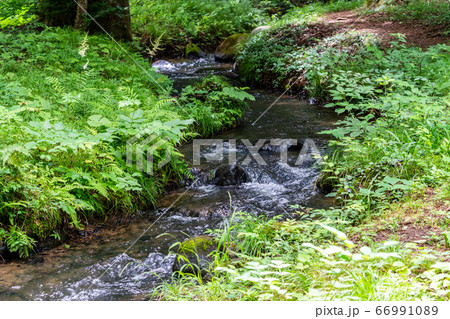 夏の水林自然林の風景 小川の流れ 福島県福島市 夏の水林自然林の風景 小川の流れ 福島県福島市 66991089