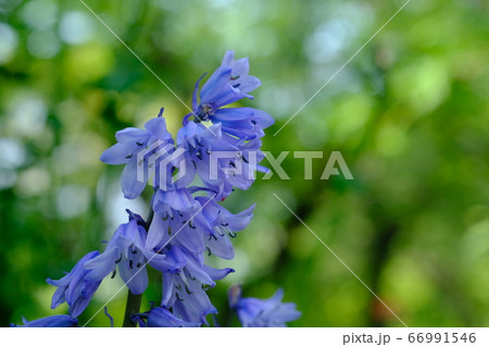 釣鐘水仙(シラーヒスパニカ)の花 釣鐘水仙(シラーヒスパニカ)の花 66991546