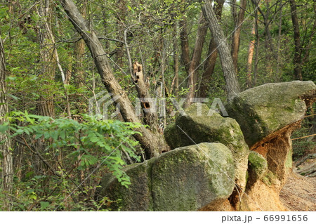 木 トレイル 水路 66991656