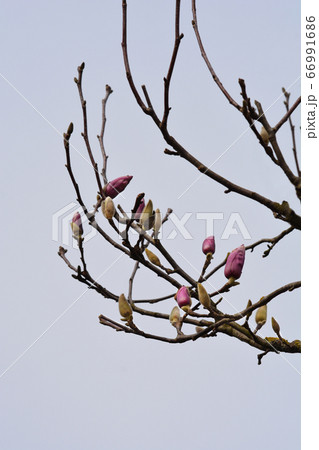 Magnolia tree Magnolia tree 66991686