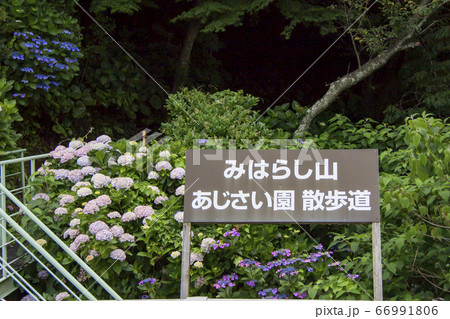 三河湾ヒルズ・ホテル みはらし山 あじさい園 散歩道入口 三河湾ヒルズ・ホテル みはらし山 あじさい園 散歩道入口 66991806