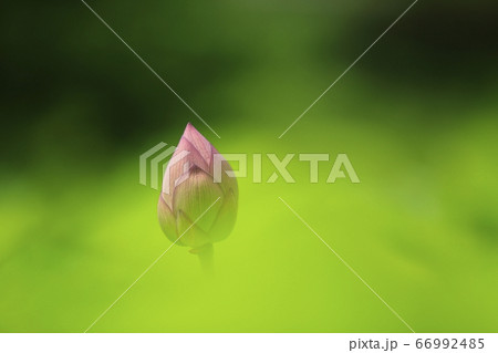 山鹿市 鹿央古代の森 ハスの花 山鹿市 鹿央古代の森 ハスの花 66992485