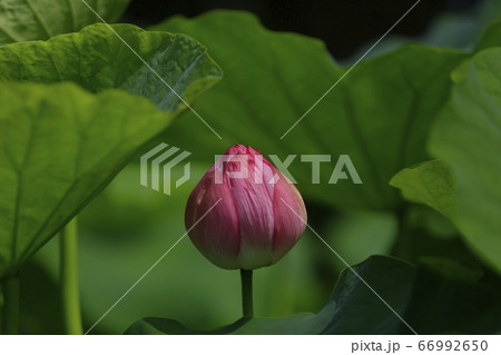 山鹿市　鹿央古代の森　ハスの花 66992650