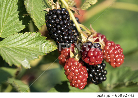 Blackbarry while maturing on plant 66992743