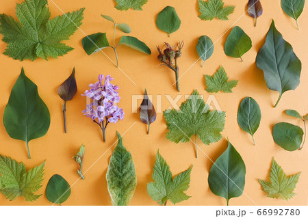 Set of vibrant green leaves and twigs of lilac on a bright orange background. Studying botany concept. Summer bright photo. Top view, lifestyle. Set of vibrant green leaves and twigs of lilac on a bright orange background. Studying botany concept. Summer bright photo. Top view, lifestyle. 66992780