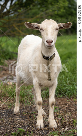 Zaanen goat. In the green grass. Natural habitat. 66992986