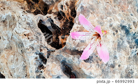 Close-up flower of the Silk Floss Tree (Chorisia speciosa or Ceiba speciosa). A large pink flower lies on a beige stone / background. Beauty wildlife and Geology concept, top view. Close-up flower of the Silk Floss Tree (Chorisia speciosa or Ceiba speciosa). A large pink flower lies on a beige stone / background. Beauty wildlife and Geology concept, top view. 66992993
