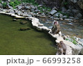 信州地獄谷野猿公苑 66993258