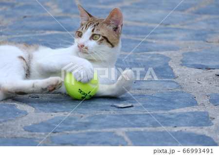ボールと戯れる野良猫 66993491