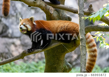 レッサーパンダ 多摩動物公園 66993872