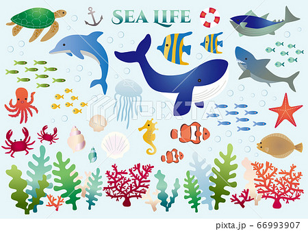 Sea Life 海の生き物イラスト セットのイラスト素材