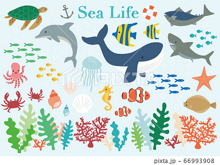 Sea Life 海の生き物イラスト セット Sea Life 海の生き物イラスト セット 66993908