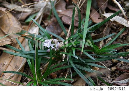 ジャノヒゲの花 ジャノヒゲの花 66994315