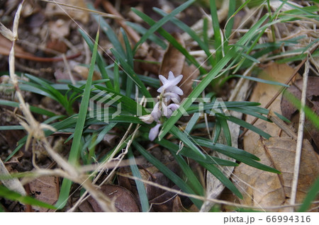 ジャノヒゲの花 ジャノヒゲの花 66994316