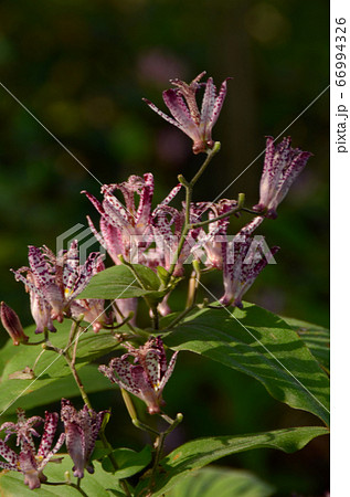 紫の斑点の花 秋に花咲く杜鵑草 ほととぎす の写真素材