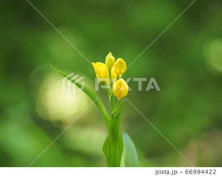 キンラン 金蘭 キンラン 金蘭 66994422