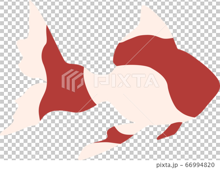 金魚 66994820
