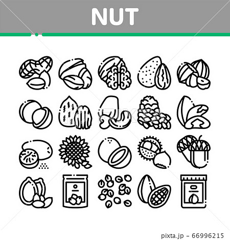 Nut Food Different Collection Icons Set Vector Nut Food Different Collection Icons Set Vector 66996215