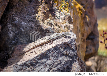 Lizard in Pico do Fogo crater, Cape Verde 66996595