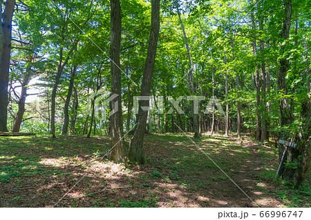笹尾根の登山道(槇寄山・笹尾根) 笹尾根の登山道(槇寄山・笹尾根) 66996747