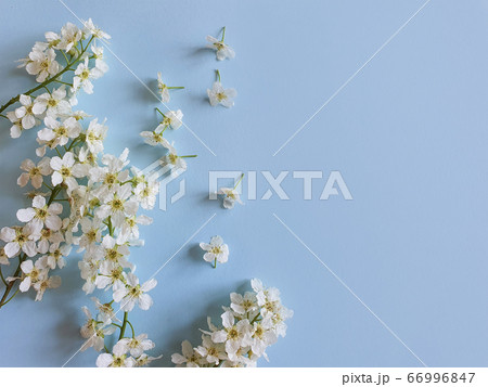 small white cherry flowers on a blue background. Floral frame or border, basis for postcards, invitations or product background. 66996847