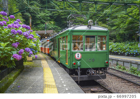 アジサイ咲く 箱根登山鉄道 アジサイ咲く 箱根登山鉄道 66997205