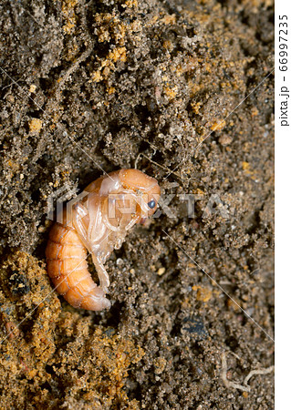 Soldier beetle, Cantharidae pupa in mould Soldier beetle, Cantharidae pupa in mould 66997235