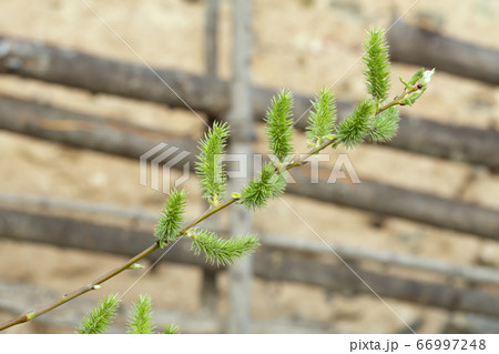 Salix twig wich catkins in springtime in front of wooden fence Salix twig wich catkins in springtime in front of wooden fence 66997248