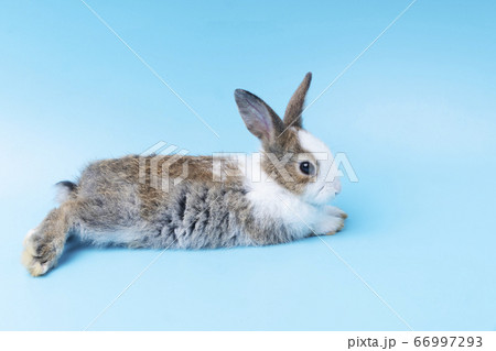 Cute adorable brown and white rabbit lying on Cute adorable brown and white rabbit lying on 66997293
