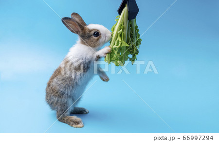 Adorable little young brown and white rabbits Adorable little young brown and white rabbits 66997294