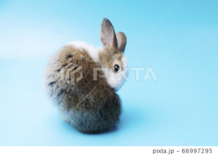 Cute adorable brown and white rabbit cleaning foot Cute adorable brown and white rabbit cleaning foot 66997295