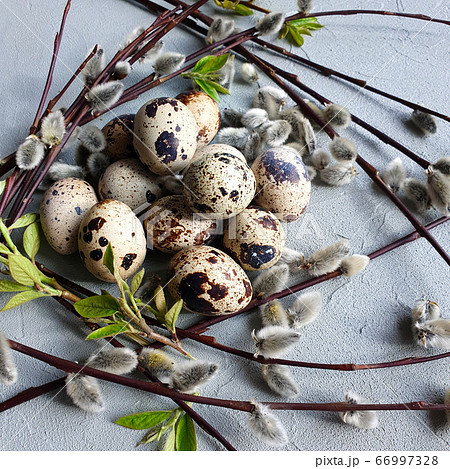 Quail eggs and willow branches on a gray background. Farm organic food concept. Easter decoration concept. Square photo, top view, flat lay. Quail eggs and willow branches on a gray background. Farm organic food concept. Easter decoration concept. Square photo, top view, flat lay. 66997328